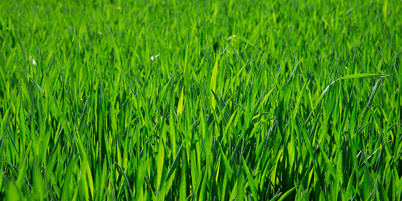 Green grass texture from a field